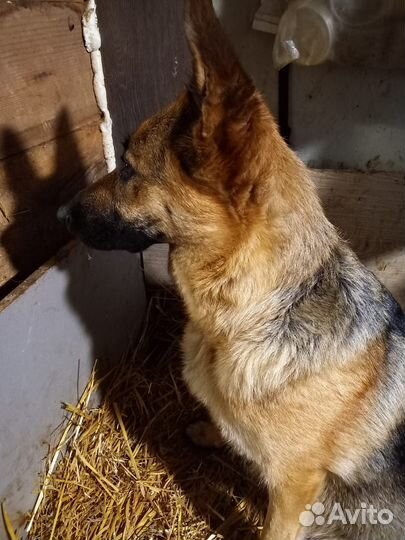 Щенки немецкой овчарки