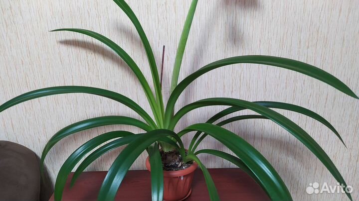 Гипераструм