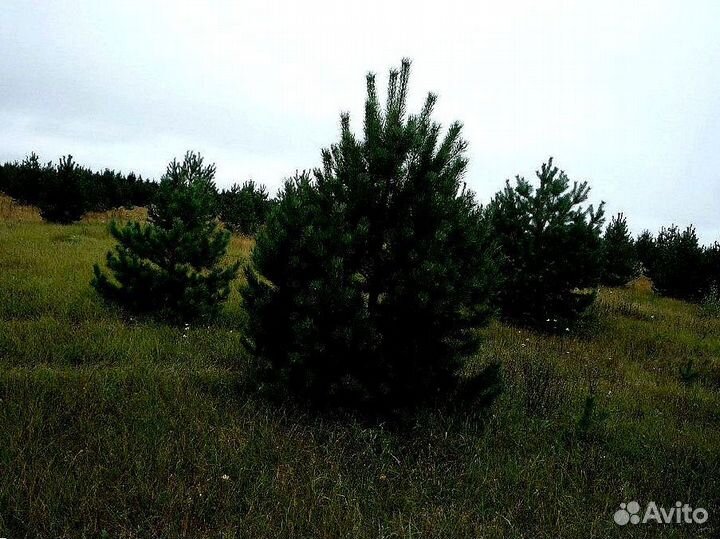 Высокая сосна на участок