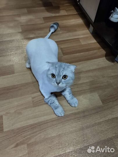 Груминг стрижка Кошек избавление от шерсти до 6 м