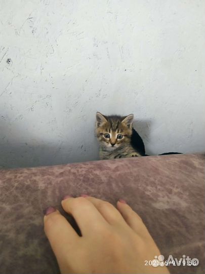 Кошка