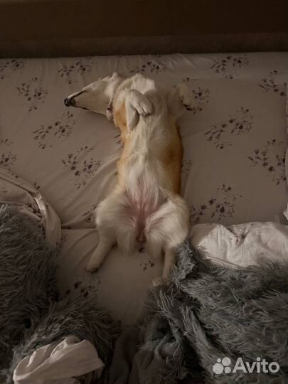 Вельш-корги пемброк