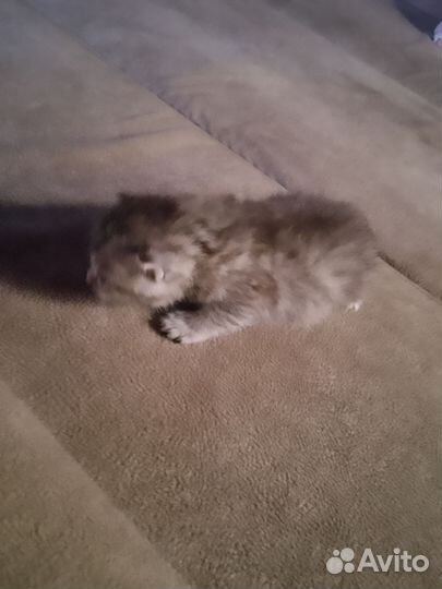 Отдам бесплатно