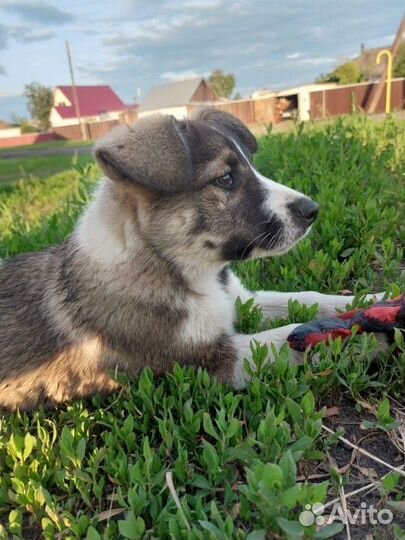 Собака в добрые руки бесплатно