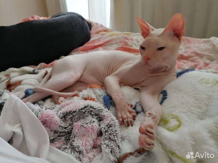 Вязка Сфинкс Донской