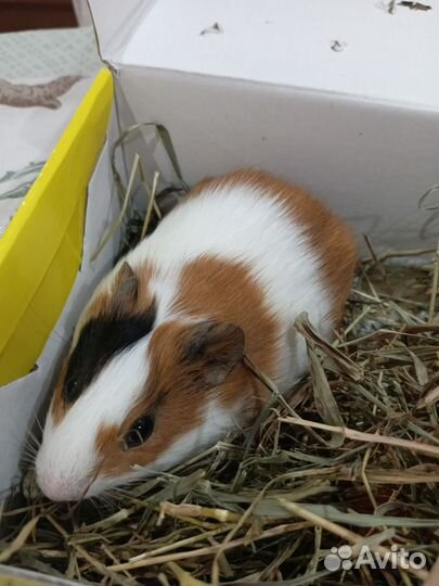 Морская свинка