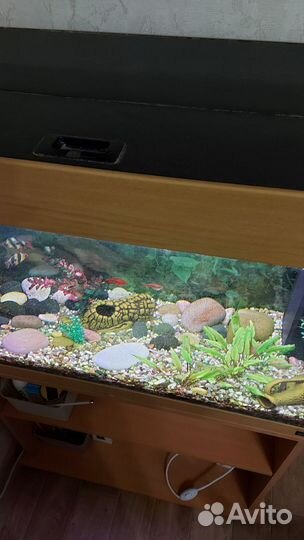 Аквариум juwel Rio 125 л с тумбой