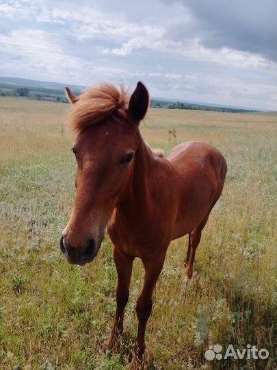 Жеребец, отъемыш