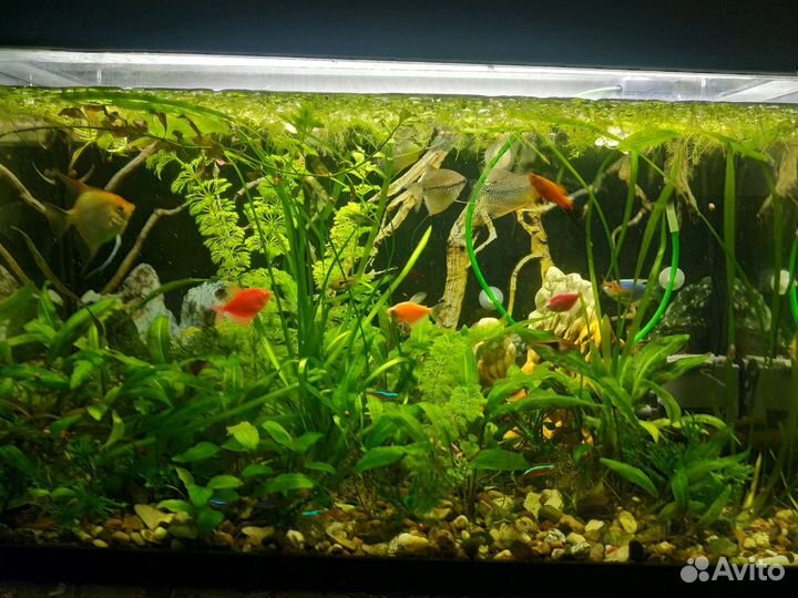 Растения для аквариума