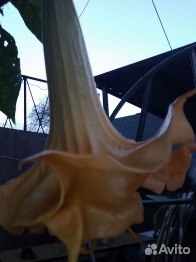 Датура -трубы ангела