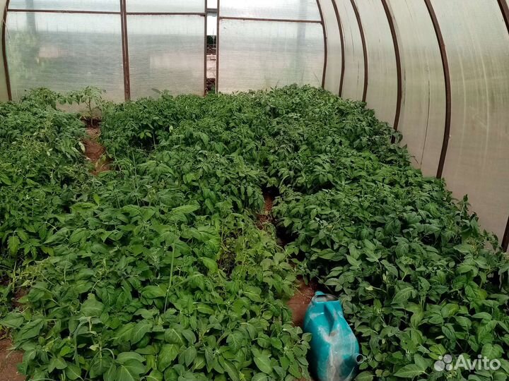 Рассада помидор