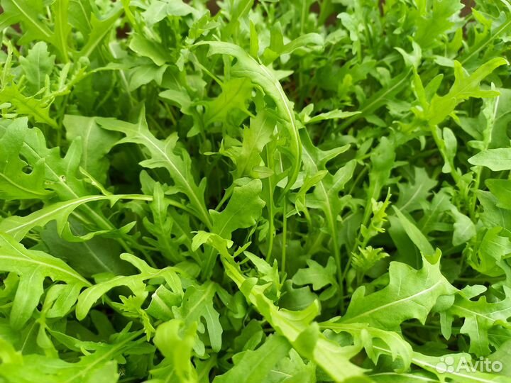 Рукола,мята