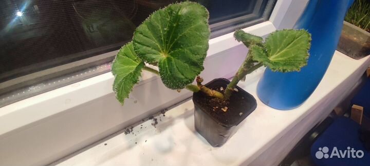 Бегония дарк ред