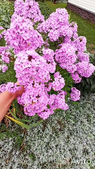 Многолетние растения