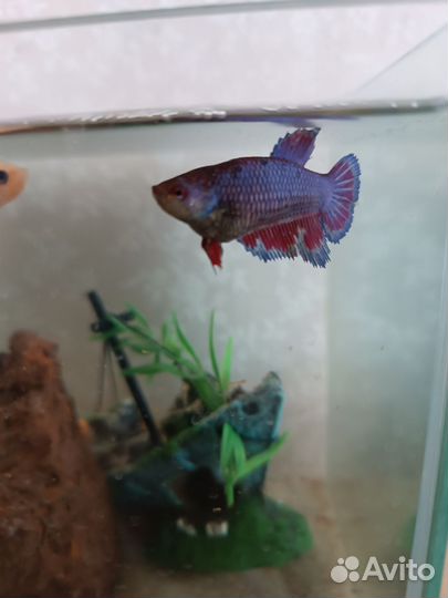 Аквариум с рыбками