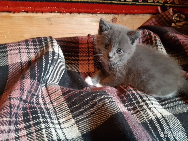 Котята