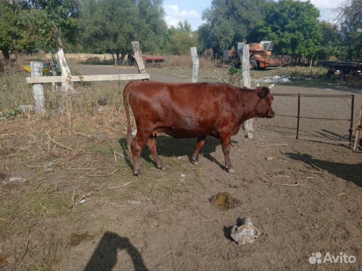 Коровы,свини