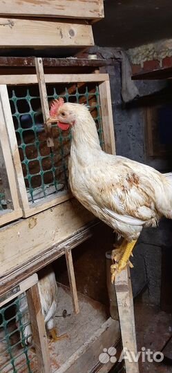 Продам петуха