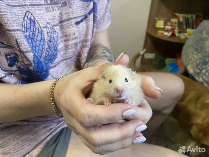 Сирийские хомячки
