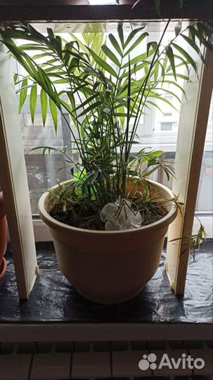 Комнатные цветы шефлера