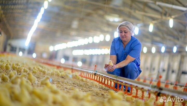 Работники на инкубатор (3300 за смену)