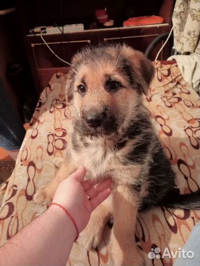 Щенок в ответственным и заботливым хозяевам