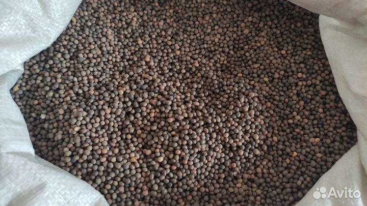 Вика Яровая Семена Льговская 22