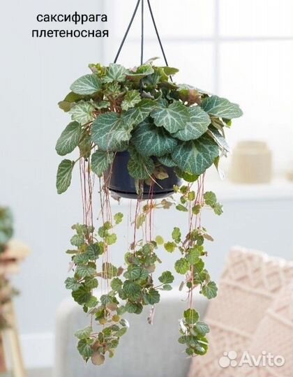 Многолетние садовые цветы