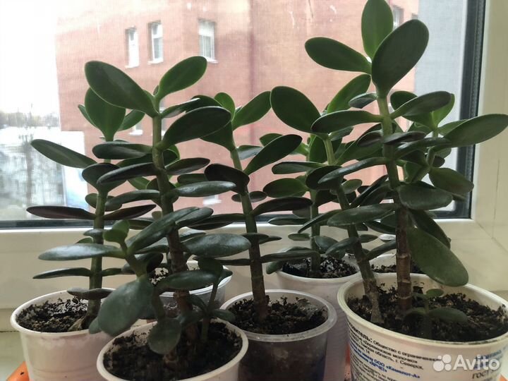 Толстянка денежное дерево