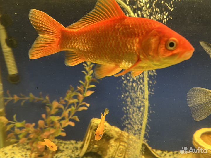 Аквариумные рыбы бесплатно