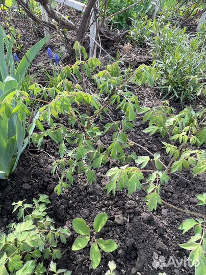 Пионы ранние, кавказкие, древовидные и др