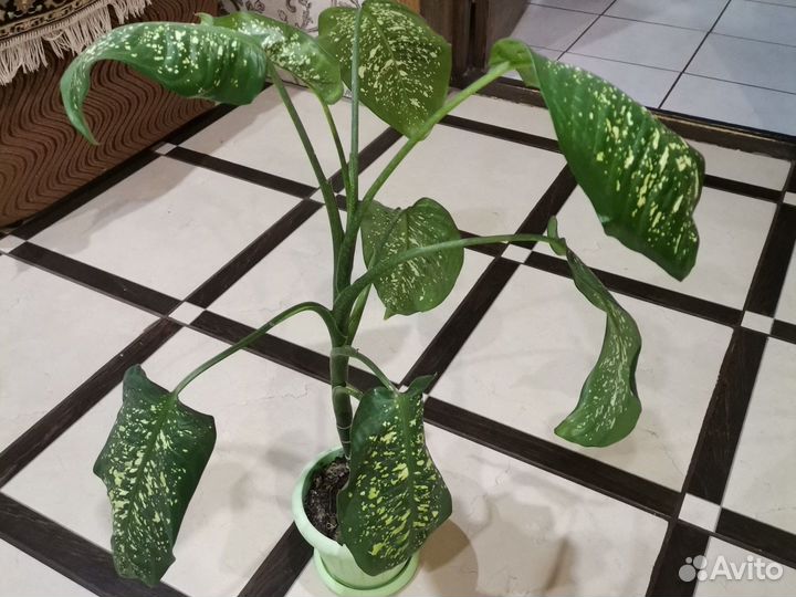 Комнатные растения - цветы большие