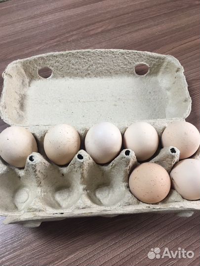 Инкубационное яйцо кур Джерсийский гигант