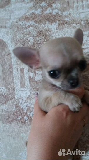 Чихуахуа мини