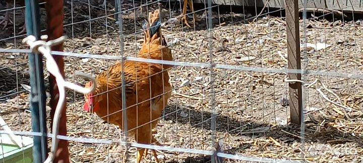 Молодые петухи