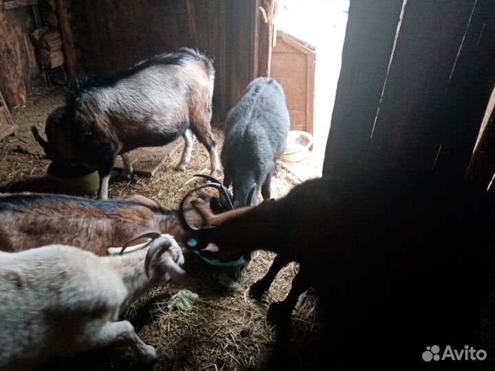 Молочные козы