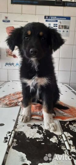 Собаки бесплатно