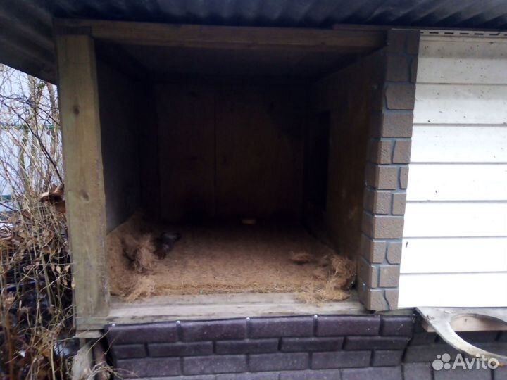 Будка для собаки утепленная бу