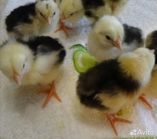Суточные цыплята Австролорп