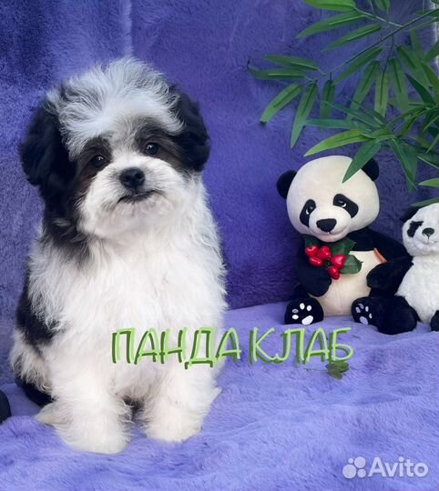 Бишон панда