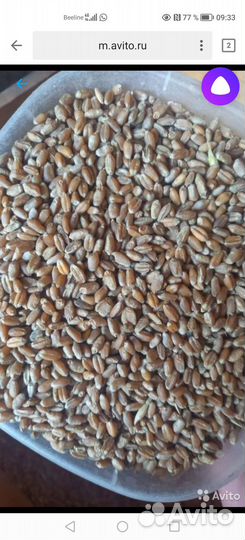 Продам пшеницу