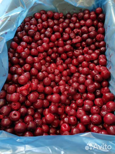 Вишня Польша. Без косточки