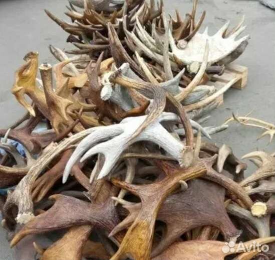Рога лося оленя по кг или на вес (Horns Perm)