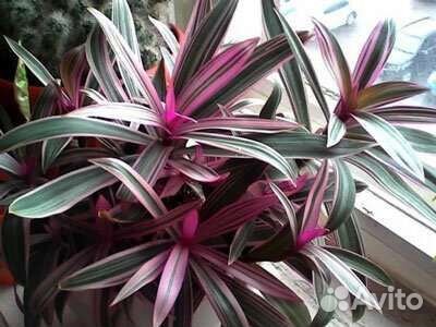 Рео пестрое (триколор)