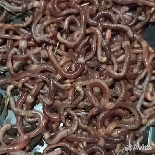 Дендробена