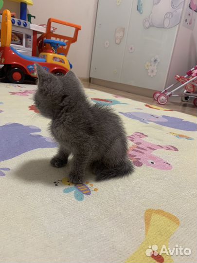 Шотланский котенок