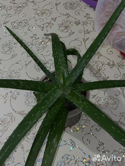 Алоэ вера растение