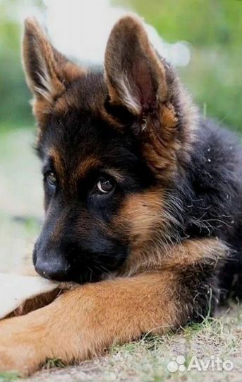 Собака охранник