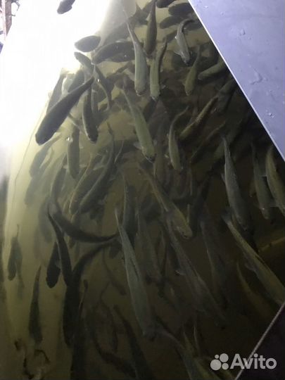 Малек форели