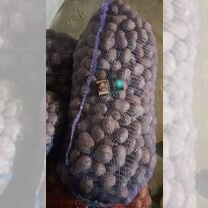 Семейной картофель